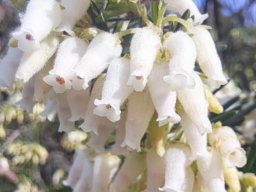 Erica afra white flower, creamy buds